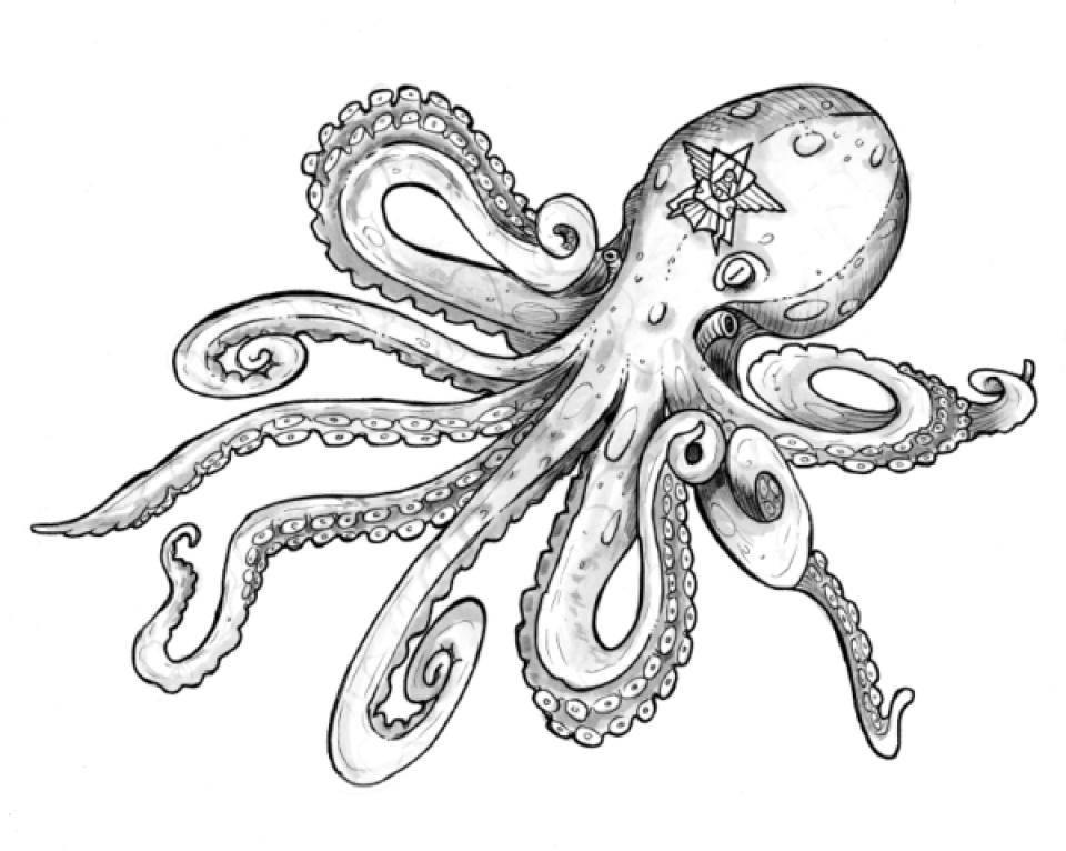 octopus-animal-sized-for-performance
