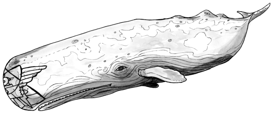 whale-animal
